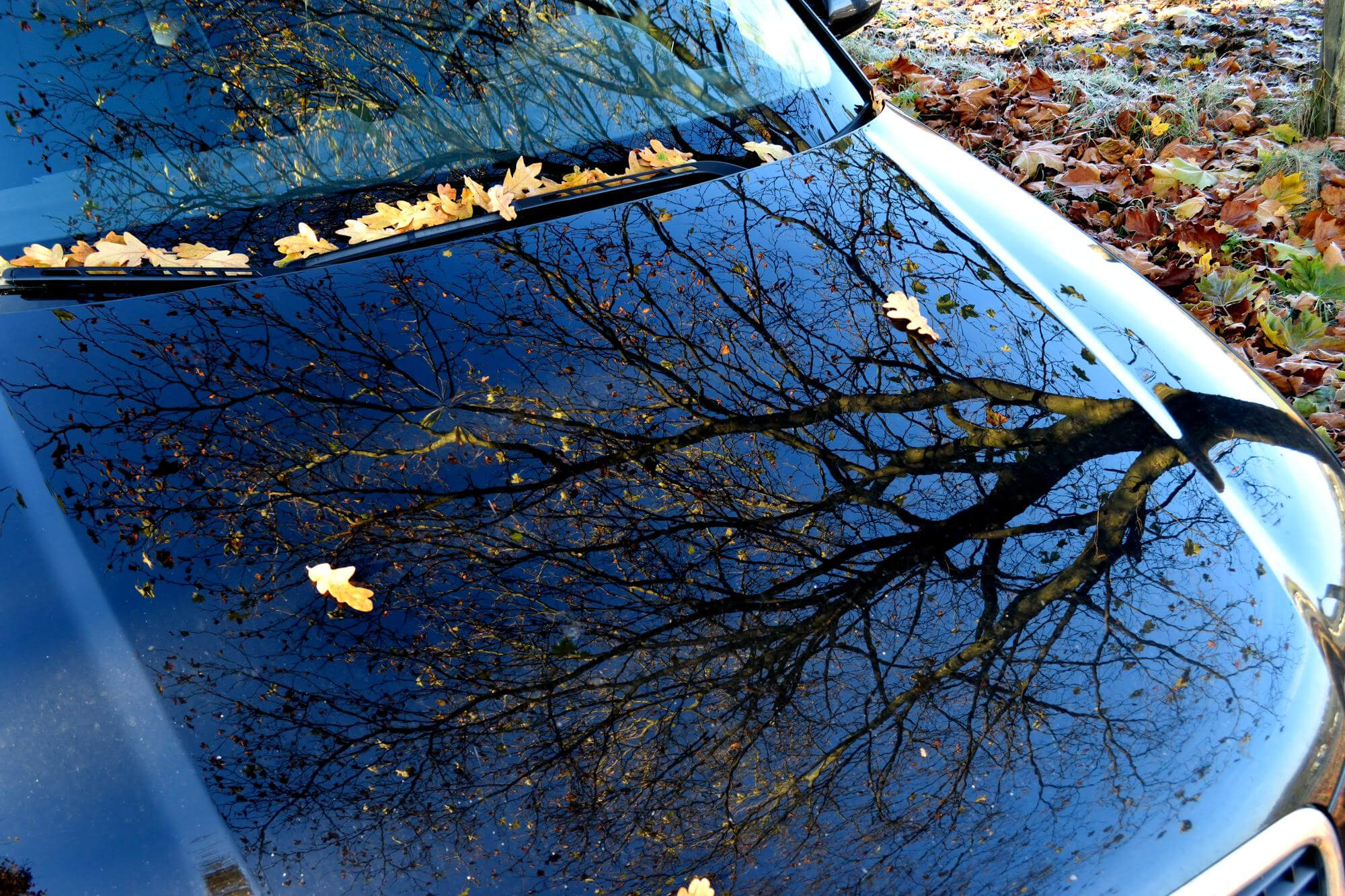 Featured image for “Dealing with Sticky Situations: How to Get Sap Off Your Windshield”