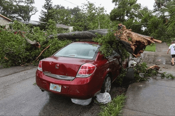 tree branch fell on a car